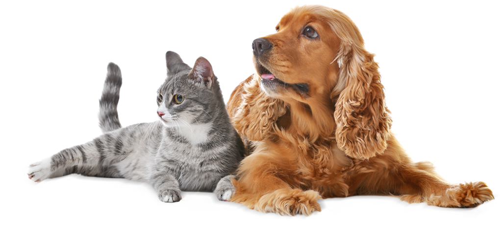 Happy pets with Plants for Pets CBD products